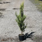 Cyprusovec leylandský (Cupressocyparis leylandii) ´CASTLEWELLAN GOLD´ - výška 70-100 cm, kont. C3L 